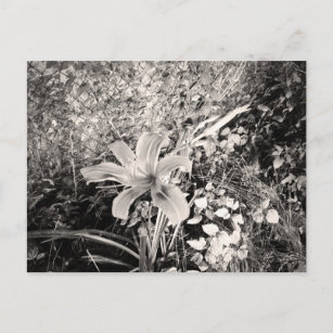 Carte Postale Fleur Lily vintage De Tigre Noir Et Blanc