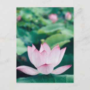 Carte Postale Fleur Lotus