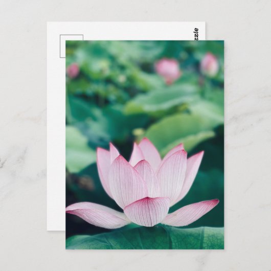 Carte Postale Fleur Lotus (Devant / Derrière)