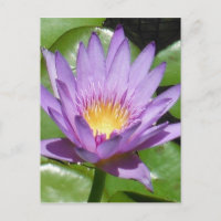 Fleur Lotus