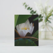 Carte Postale Fleur Lotus (Debout devant)