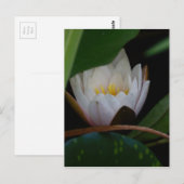 Carte Postale Fleur Lotus (Devant / Derrière)