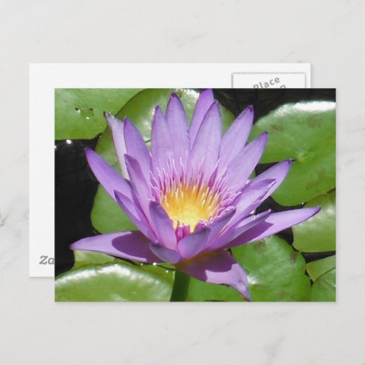 Carte Postale Fleur Lotus (Devant / Derrière)