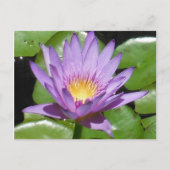 Carte Postale Fleur Lotus (Devant)