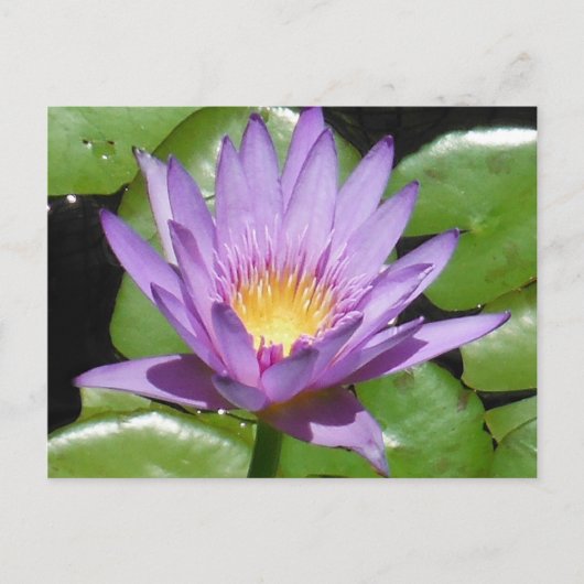 Carte Postale Fleur Lotus (Devant)