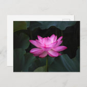 Carte Postale Fleur Lotus (Devant / Derrière)