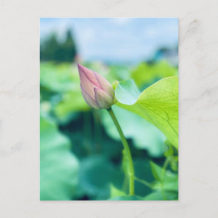Carte Postale Fleur Lotus