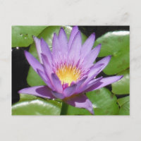 Fleur Lotus