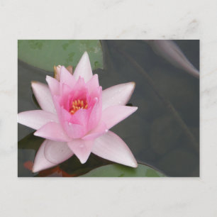 Carte Postale Fleur Lotus/Nénuphar