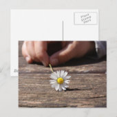 Carte Postale Fleur marguerite (Devant / Derrière)