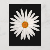 Carte Postale Fleur marguerite (Devant)