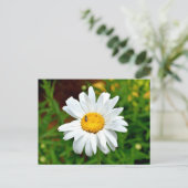 Carte Postale Fleur marguerite blanche (Debout devant)