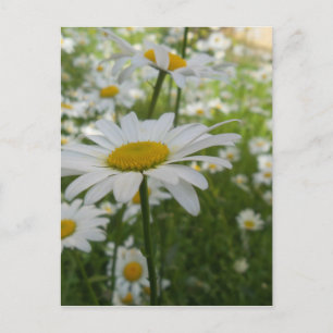 Carte Postale Fleur marguerite blanche
