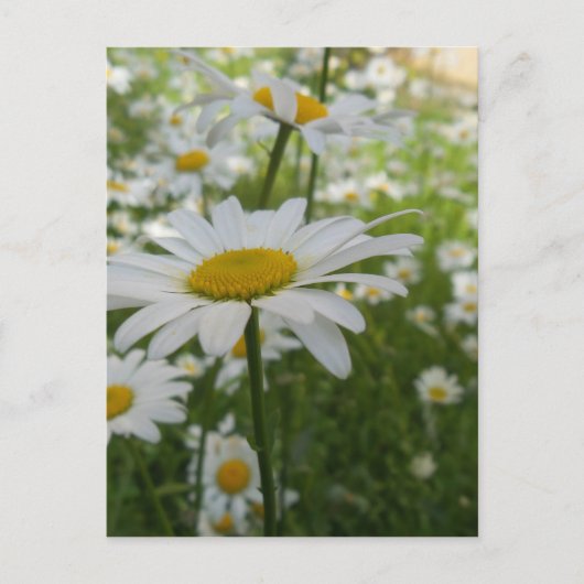 Carte Postale Fleur marguerite blanche (Devant)