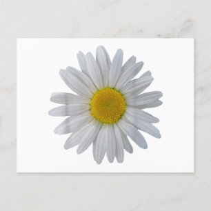 Carte Postale Fleur marguerite blanche, marguerite florissante, 