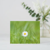 Carte Postale Fleur marguerite jaune blanc sur herbe verte (Debout devant)