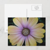 Carte Postale Fleur marguerite jaune et violet (Devant / Derrière)