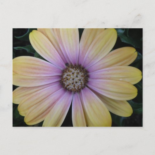 Carte Postale Fleur marguerite jaune et violet (Devant)