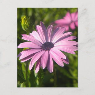 Carte Postale Fleur Marguerite Rose
