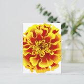 Carte Postale Fleur Marigold (Debout devant)