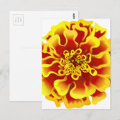 Carte Postale Fleur Marigold (Devant / Derrière)