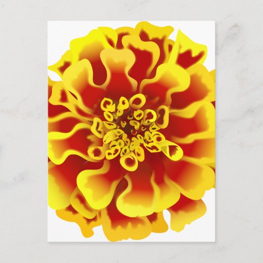 Carte Postale Fleur Marigold (Devant)