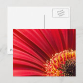 Carte Postale Fleur marron rouge Gerbera Daisy (Devant / Derrière)
