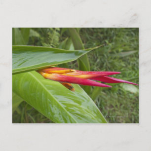 Carte Postale Fleur, Maui, Hawaii, USA 2