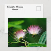 Carte Postale Fleur Mimosa vibrante (Devant / Derrière)