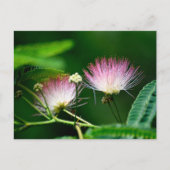 Carte Postale Fleur Mimosa vibrante (Devant)