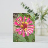 Carte Postale Fleur multicolore * (Debout devant)