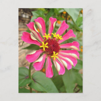 Carte Postale Fleur multicolore *