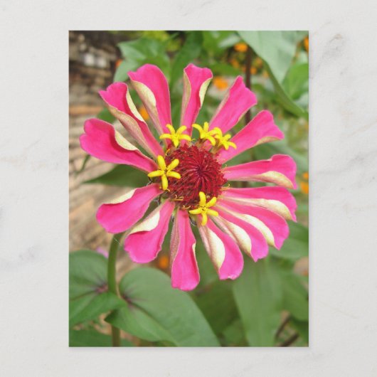 Carte Postale Fleur multicolore * (Devant)