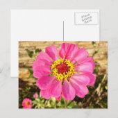 Carte Postale Fleur multicolore (Devant / Derrière)