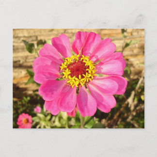 Carte Postale Fleur multicolore
