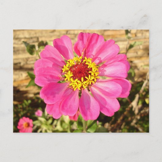 Carte Postale Fleur multicolore (Devant)