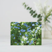 Carte Postale fleur,myosotis (Debout devant)