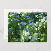 Carte Postale fleur,myosotis (Devant / Derrière)