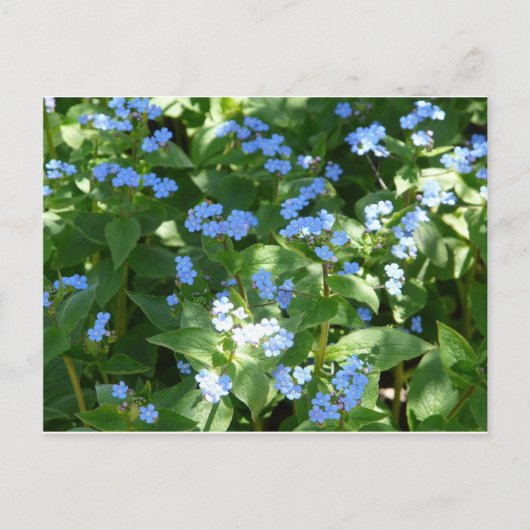 Carte Postale fleur,myosotis (Devant)