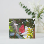 Carte Postale Fleur nationale du Chili (Debout devant)