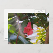 Carte Postale Fleur nationale du Chili (Devant / Derrière)