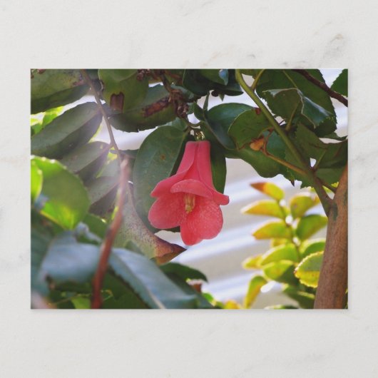 Carte Postale Fleur nationale du Chili (Devant)