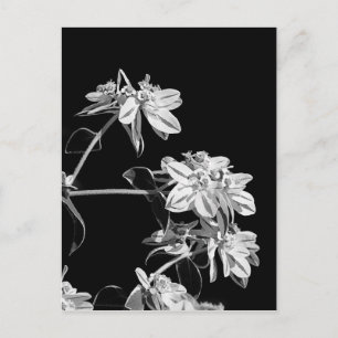 Carte postale Fleur noire et blanche