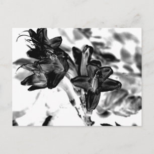 Carte Postale Fleur noire et blanche