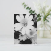 Carte Postale Fleur noire et blanche (Debout devant)