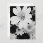 Carte Postale Fleur noire et blanche (Devant / Derrière)