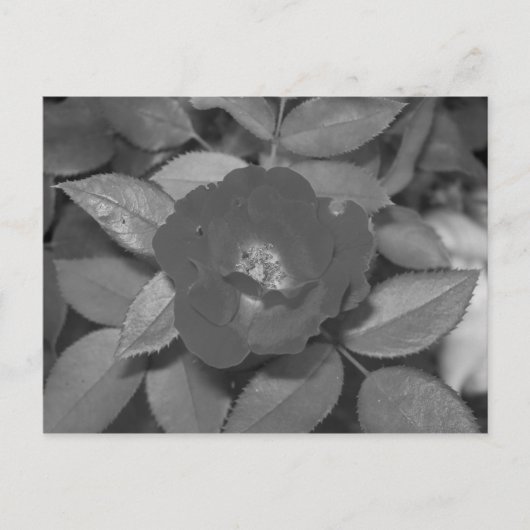 Carte Postale Fleur noire et blanche (Devant)