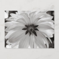 Fleur noire et blanche Dahlia
