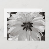 Carte Postale Fleur noire et blanche Dahlia (Devant / Derrière)