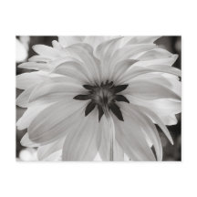 Fleur noire et blanche Dahlia